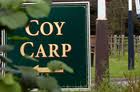 Spokes Coy Carp